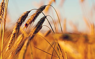 macro photography of wheat plant